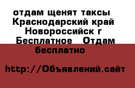 отдам щенят таксы - Краснодарский край, Новороссийск г. Бесплатное » Отдам бесплатно   